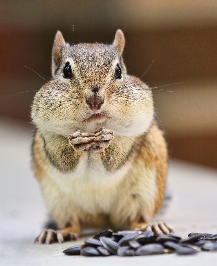 chipmunk with full cheeks