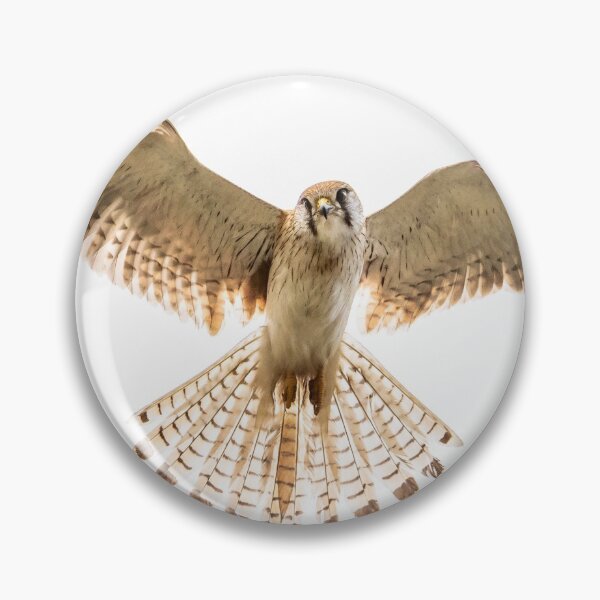 Item preview, Nankeen Kestrel in flight designed and sold by Glenn-Smith.