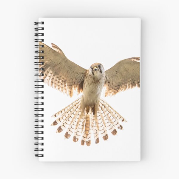 Item preview, Nankeen Kestrel in flight designed and sold by Glenn-Smith.