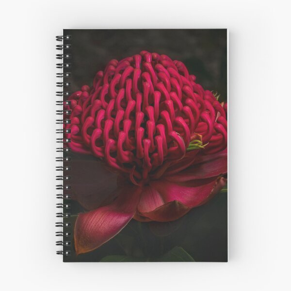 Item preview, Waratah in Flower designed and sold by Glenn-Smith.