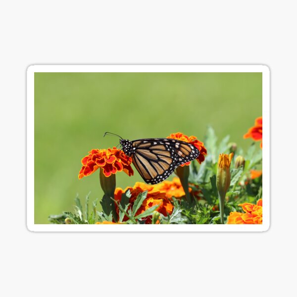 The butterfly on nature Sticker