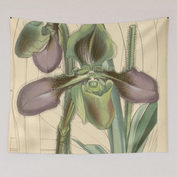 Item preview, Paphiopedilum hirsutissimum (as Cypripedium hirsutissimum) Curtis 83 4990 (1857) designed and sold by EsotericBotanic.