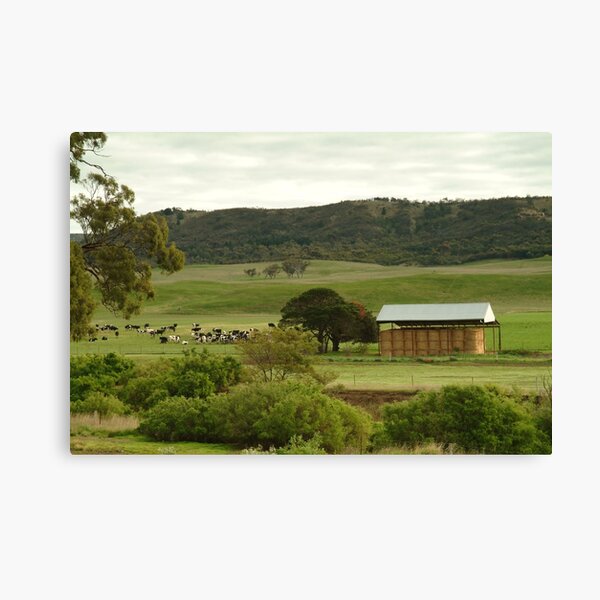 Joe Mortelliti Gallery - Grazing cattle, Rowsley valley, near Bacchus Marsh, Victoria, Australia. Canvas Print