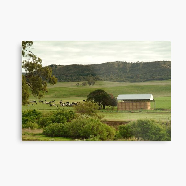 Joe Mortelliti Gallery - Grazing cattle, Rowsley valley, near Bacchus Marsh, Victoria, Australia. Metal Print