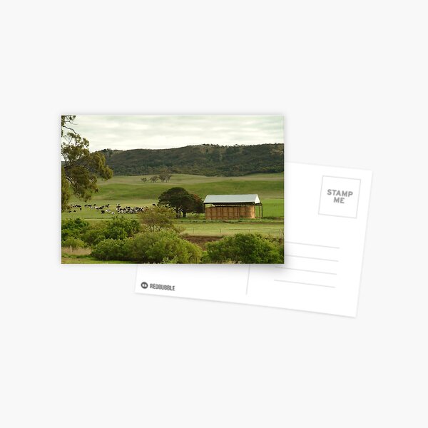 Joe Mortelliti Gallery - Grazing cattle, Rowsley valley, near Bacchus Marsh, Victoria, Australia. Postcard