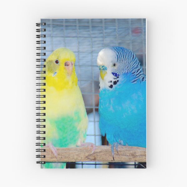 Item preview, Pair of Budgies designed and sold by ndarby1.