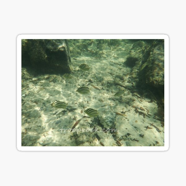 Serenity Stripes Sticker