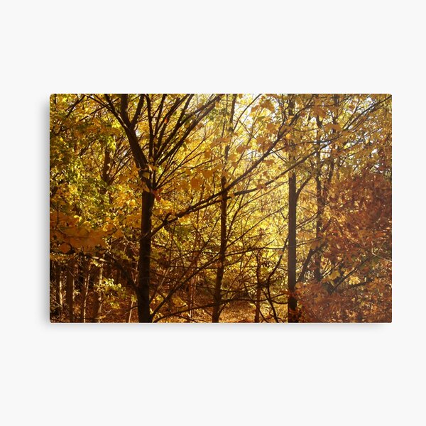 Joe Mortelliti Gallery - Spectacular autumn colours, Clunes, western Victoria. Metal Print