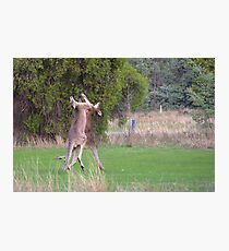 Kangaroos Photographic Print
