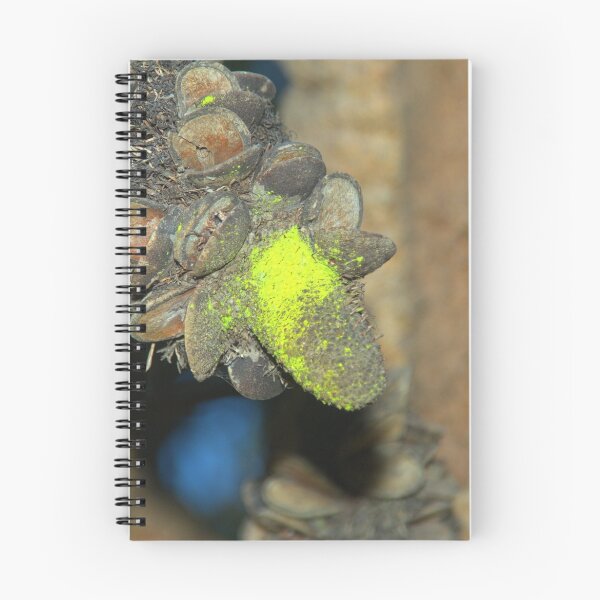 Item preview, Banksia Seed Pod designed and sold by ndarby1.