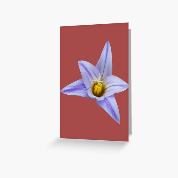 Item preview, Romulea bulbocodium, Roma Flower designed and sold by josesita.
