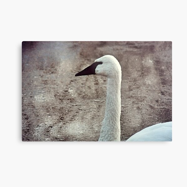 Close-up Swan Metal Print