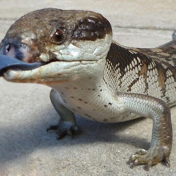 Artwork thumbnail, Blue Tongue Lizard by rom01
