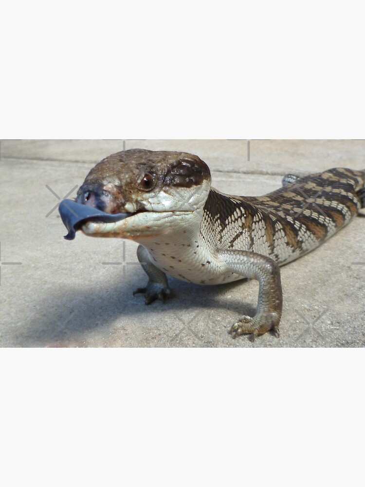 Thumbnail 3 of 3, Sticker, Blue Tongue Lizard designed and sold by rom01.