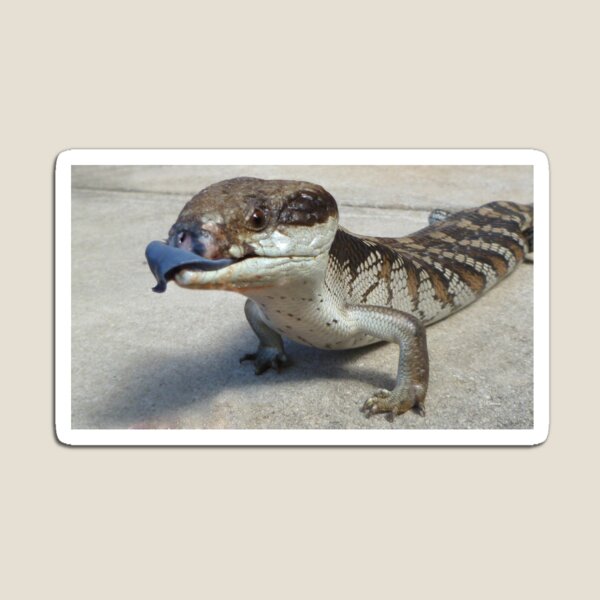 Blue Tongue Lizard Magnet