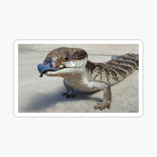 Item preview, Blue Tongue Lizard designed and sold by rom01.
