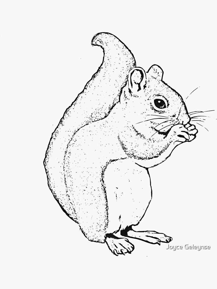 "Squirrel Eating: Line Drawing of Cute Squirrel" Sticker by Joyce