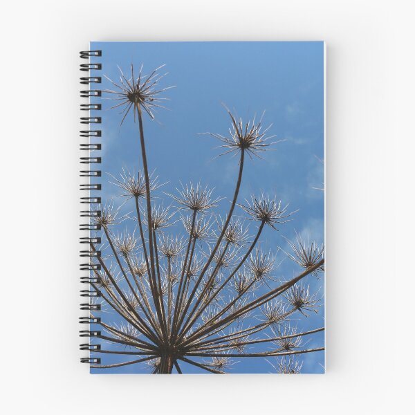 Item preview, dry inflorescences of hogweed designed and sold by mrivserg.