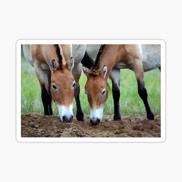 Aperçu de l'œuvre Les chevaux de Przewalski, Mongolie créée et vendue par Carole-Anne.