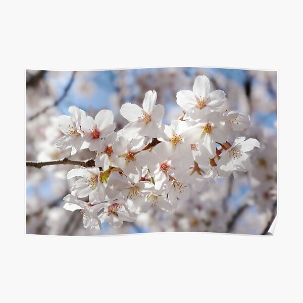 WHITE CHERRY TREE BLOSSOM PHOTO ART PRINT POSTER PICTURE BMP2294A 