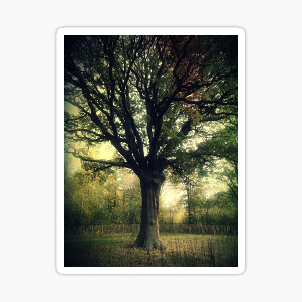 Oak Tree Sticker