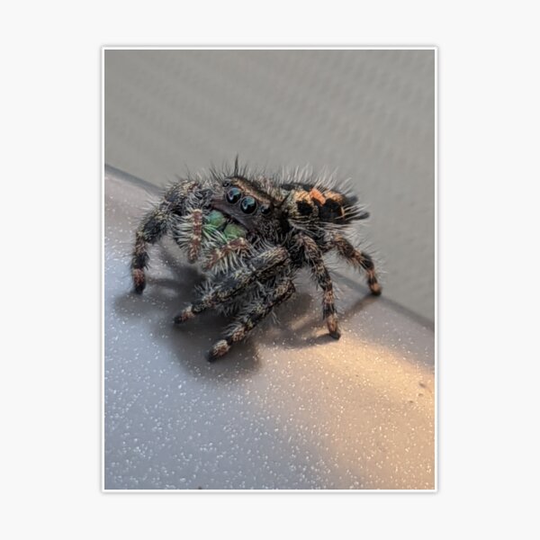 Bold Jumping Spider  Phidippus adax - 40% OFF