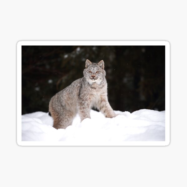 Posing Lynx Sticker