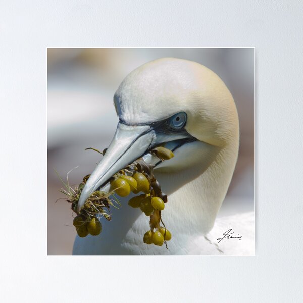 Item preview, The Coy Northern Gannet designed and sold by DigitallyStill.