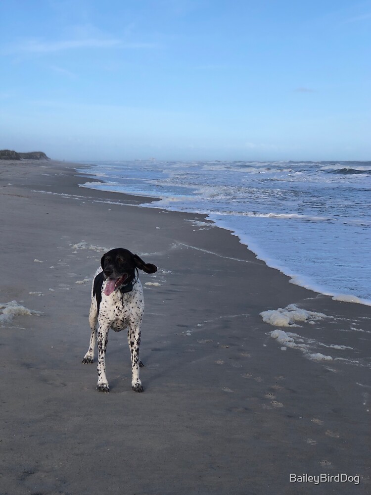 Bird Dog on The Beach by BaileyBirdDog