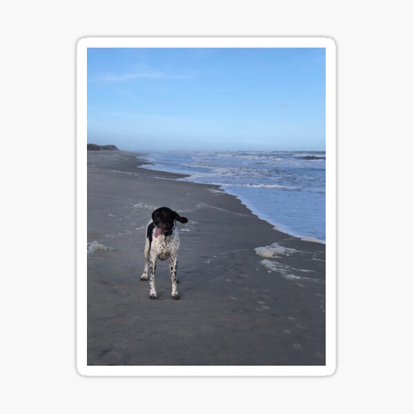 Bird Dog on The Beach Sticker