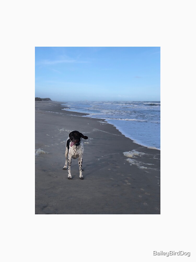 Bird Dog on The Beach by BaileyBirdDog