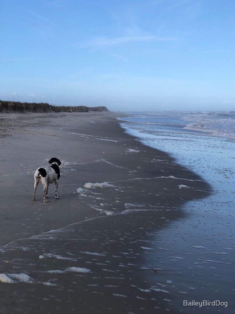 Bird Dog on The Beach II by BaileyBirdDog