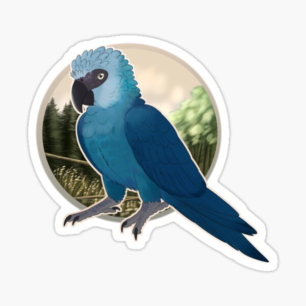Item preview, Spix Macaw portrait designed and sold by DragonArtist15.