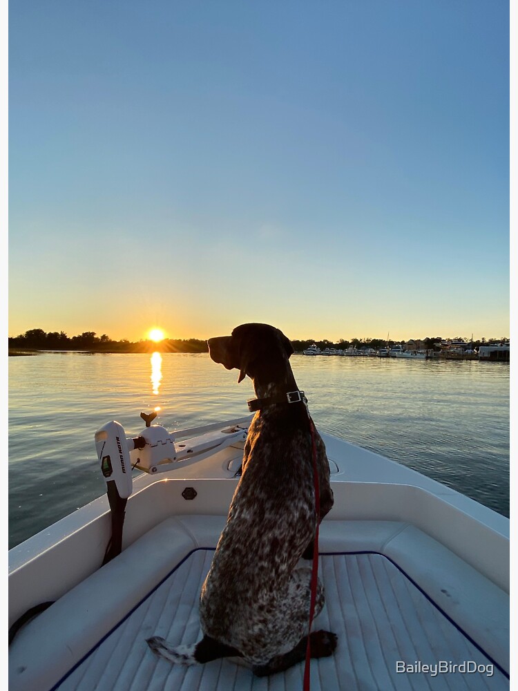 Bird Dog on A Boat by BaileyBirdDog