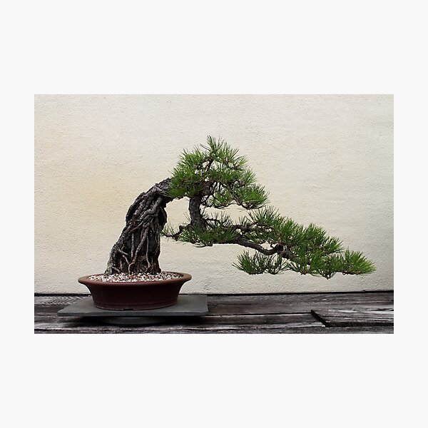 Item preview, Japanese black pine bonsai designed and sold by KM.