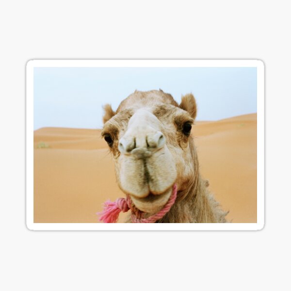 Item preview, Camel Face - Morocco 2006 designed and sold by Gigi Stoll Shop.