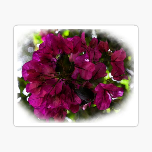 Bougainvillea Dark And Bold Sticker