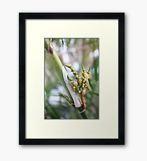 Macro Flowers Framed Print