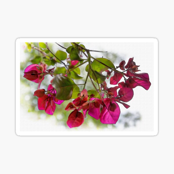 Bougainvillea Light And Subtle Sticker