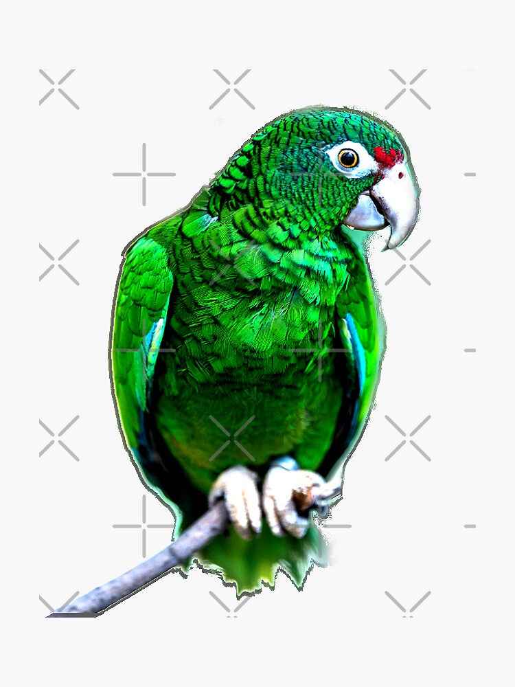 "Puerto Rican Amazon Parrot" Sticker by Tumbao Redbubble