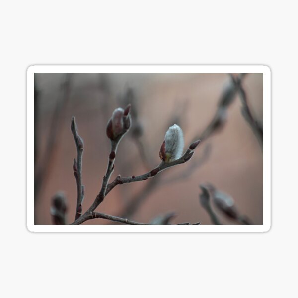 Item preview, Pussy willow designed and sold by Linda Crockett.
