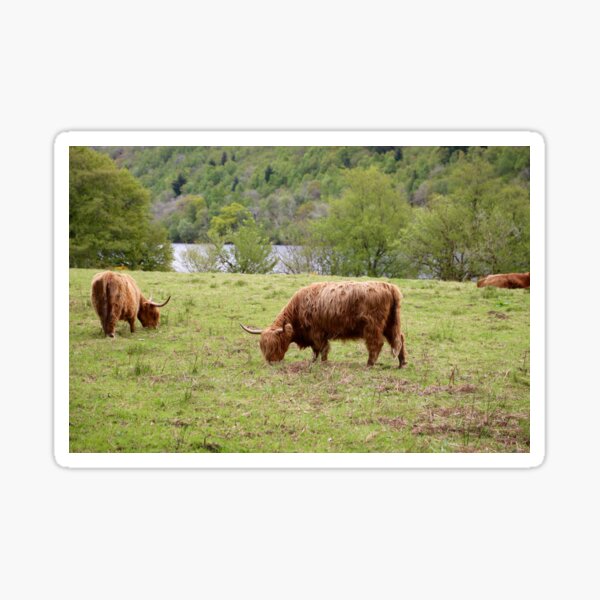 Item preview, Scottish Highland Cow designed and sold by cgalda.