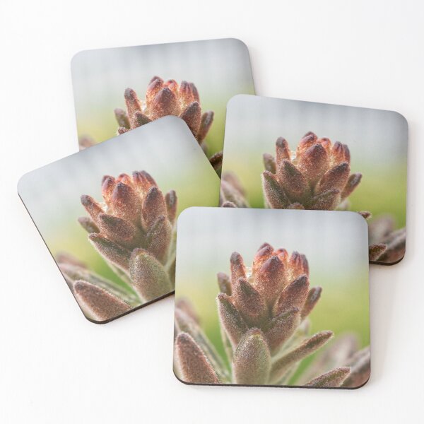 Item preview, Panda Plant ~ Cactus designed and sold by Leone Fabre.