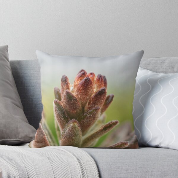 Item preview, Panda Plant ~ Cactus designed and sold by Leone Fabre.