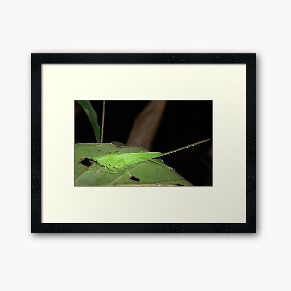 Unicorn Grasshopper, Peru Framed Art Print