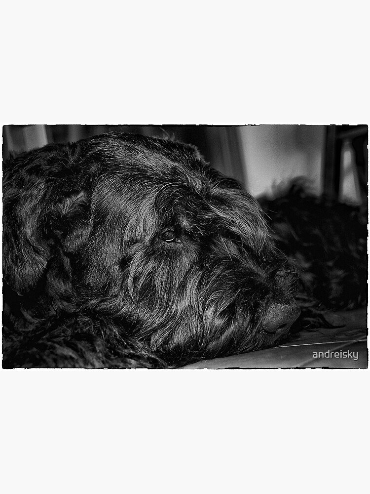 Portrait of black dog by andreisky