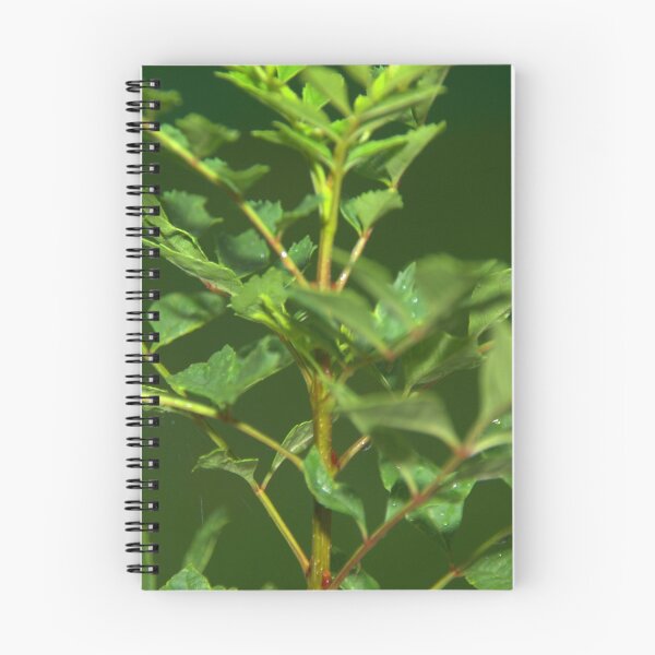 Item preview, Close up ash tree designed and sold by ndarby1.