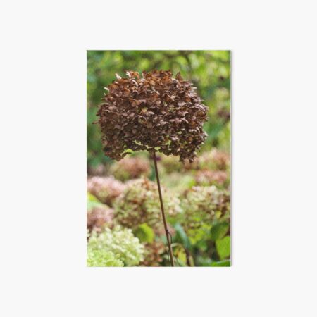 Brown Hydrangea Flower Art Board Print