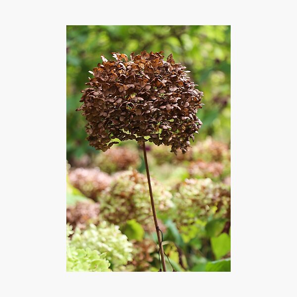 Brown Hydrangea Flower Photographic Print
