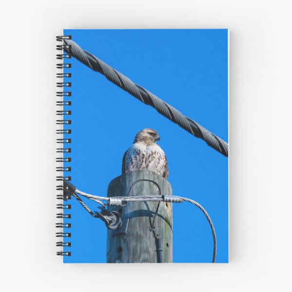Item preview, Hawk on a telephone pole designed and sold by blb1014.